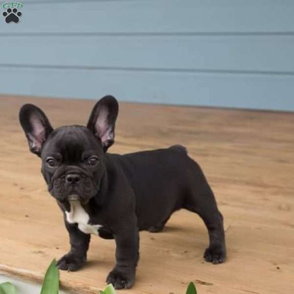 Kodak, French Bulldog Puppy